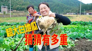 超大白地瓜，婆媳倆第一次見，笑的好開心 | Digging up a super big white sweet potato! So excited!