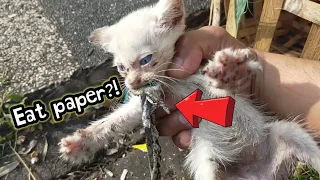 Found 3 little kittens,one of them eat paper??!!