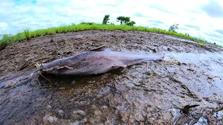 wow amazing fishing! catch a lots of catfish in dry water at field by hand a fisherman