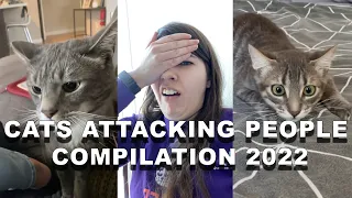 CATS ATTACKING PEOPLE COMPILATION 2022 │BEST TIKTOK VIDEOS 2022