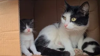 Kittens are so cute you'll want to bite them.