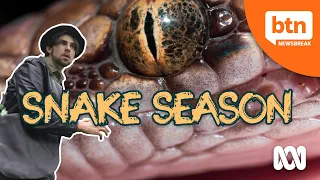 Find out why Australia could be in for one of the biggest snake seasons we've seen in a while.