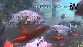 PIRANHA FEEDING FRENZY 13 HD