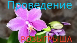 Проведение розыгрыша, орхидея VIOLACEA. Спонсор: ОПТОВАЯ БАЗА на ПЕР. ПРОМЫШЛЕННОМ 4.