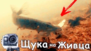 АТАКА ЩУКИ на ЖИВЦА | ПОДВОДНАЯ РЫБАЛКА + СЪЕМКА