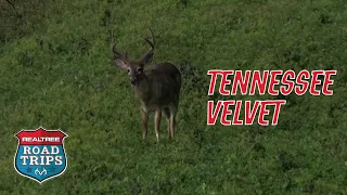 The Early Season Tennessee Velvet Hunt | Realtree Road Trips