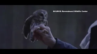 Rockefeller Plaza Christmas owl returns to the wild