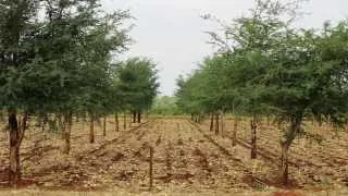 Regreening Africa's landscape - Trees as natural fertiliser