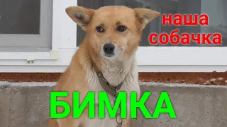 Наша собака Бимка!/Our dog Bimka!