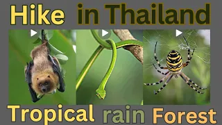 Hike in Thailand | Rain forest | Nature Ambience No Music | Forest Ambience | Forest Sound