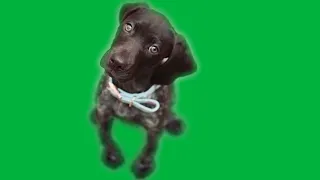 Green Screen - beautiful brown puppy (Slow Motion)