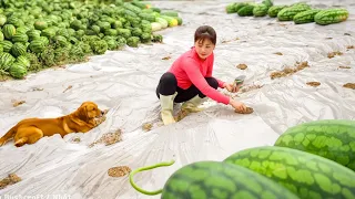 Watermelon Growing Techniques Plows loosen the soil - Soil bed and covered  | Nhất Daily Life