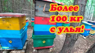 ГОДОВОЙ ЦИКЛ РАБОТЫ от А до Я в 16 РАМОЧНОМ УЛЬЕ, БОЛЕЕ 100 кг МЁДА за СЕЗОН сделай это и результат