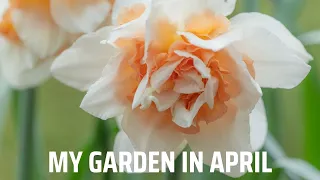 My garden in April | Beautiful combination of daffodils & apricot tulips. Dead heading daffodils