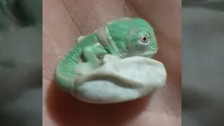 Chameleon Hatches from Egg - Amazing