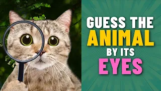 Guess the Animal Eyes!