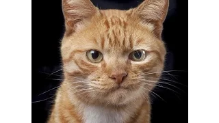 НОВые приколы с котами 2016 / Смешные коты и кошки 2016 / ТОПовые приколы с котами и кошками #2