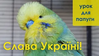 відео для папуг | вчимо папугу говорити : Слава Україні!