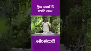 දිග ‌යනවිට ‌‌තෑගි දෙන ාන්සායි