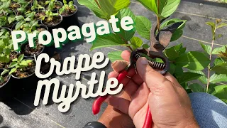 How to successfully propagate Crape Myrtles!!