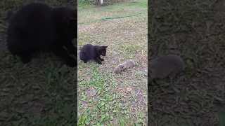 Кошка поймала слепыша