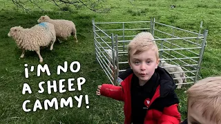 The White Faced Dartmoors have started lambing  |  Lambing Day 23