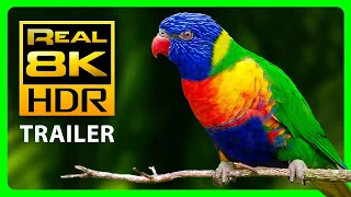 The Most Colorful Nature in REAL 8K HDR | TRAILER & TV DEMO 2022