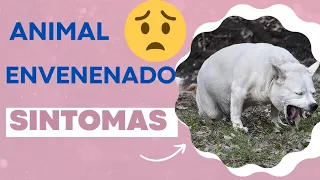 Sintomas de Envenenamento em Pets ( Cortes da live )