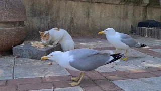 Seagulls want to steal the food from the cats.