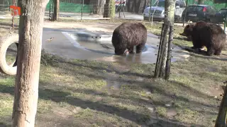 NA ŠPACÍRU - MEDVĚDÁRIUM BEROUN