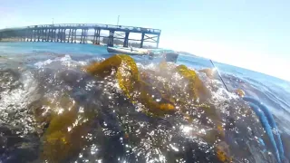 Diving near Santa Barbara, great vis today!