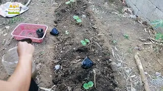 Paano Magtanim Ng AMPALAYA ( How To Plant Bitter Gourd ) In 10-minutes | Step by Step