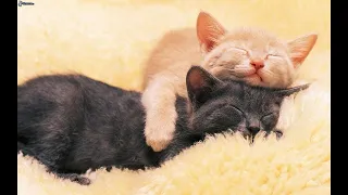 Лучшая музыка для сна кошек - Кошки спальные Музыка