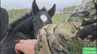 Жеребцы дерутся Кобылы жеребятся. Бразилия Мадонна и Боливия.