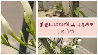 நித்யமல்லி  பூ புடிக்க 5 டிப்ஸ் | சந்தனமுல்லை | NithyaMalli | SandhanaMullai | Vine Jasmine |