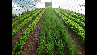 Как выращивать зелень в теплице круглый год