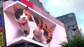 Billboard,Giant 3D Cat in Shinjuku,Tokyo(meu..Meu..)