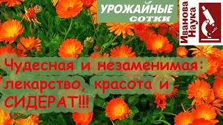 Цветы как сидераты. Ч. 3. Календула - простой цветок с удивительными свойствами!