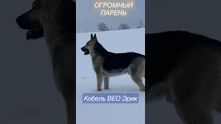 НАШ ОГРОМНЫЙ КОБЕЛЬ ВЕО ЭРИК #dogs #dog #ВЕО #shorts #собака