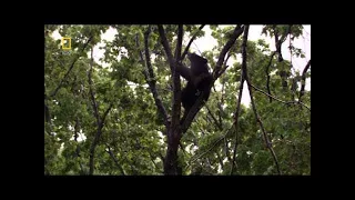 Wild Russia, Animals of The Secret Forest - HD National Geographic Documentary