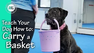 Teach Your Dog How to Carry a Basket - AKC Trick Dog