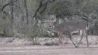 Brush country bucks 2020-21 part 1