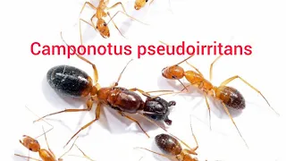 Рассказываю о Camponotus pseudoirritans