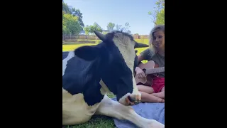 Cow loving live guitar music in a field with a lovely woman