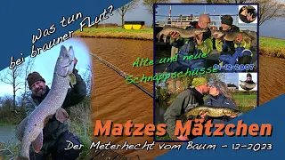 Matze Koch: Meterhecht im Baum - Matzes Mätzchen 12-2023