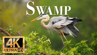 swamp wild animals 4k - Wonderful wildlife movie with soothing music