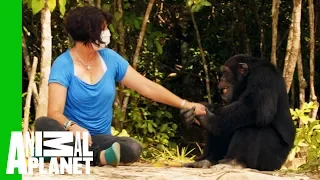 Ponso The 'World's Loneliest Chimp' Befriends Chimp Expert Estelle Raballand  | Dodo Heroes