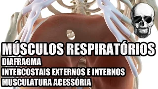 Vídeo Aula 140 - Anatomia Humana - Sistema Respiratório - Diafragma e Músculos Intercostais