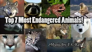 Top 7 Most Endangered Animals