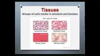 LECTURE: Introduction to Epithelial & Connective Tissues